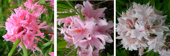 Рододендрон розовый (Rhododendron roseum), разнообразие окрасок цветков