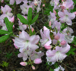 Рододендрон Шлиппенбаха (Rhododendron schlippenbachii)