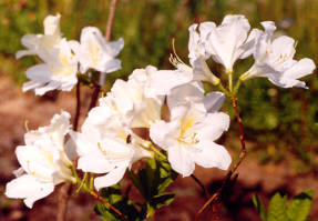 Рододендрон мягкий японский (Rhododendron molle ssp. japonicum) Album