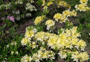 Рододендрон мягкий японский (Rhododendron molle ssp. japonicum) Aureum