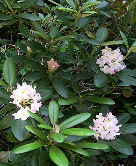 Рододендрон короткоплодный (Rhododendron brachycarpum)