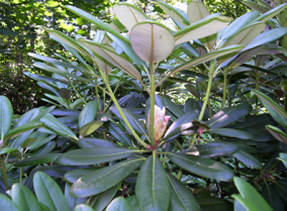 Рододендрон короткоплодный (Rhododendron brachycarpum)