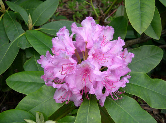 Рододендрон крупнолистный (Rhododendron macrophyllum)