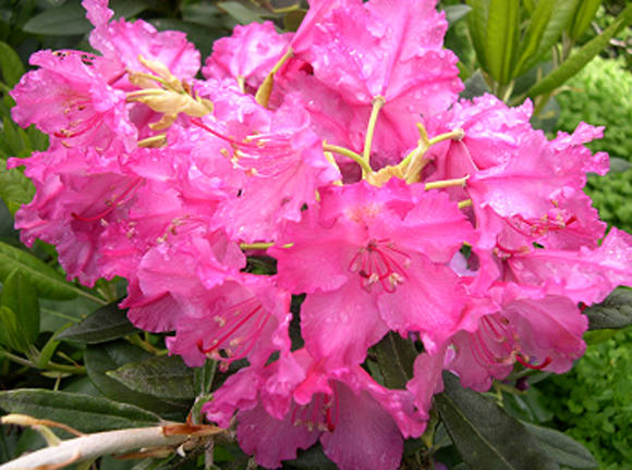 Рододендрон Смирнова (Rhododendron smirnowii)