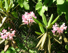 Рододендрон Дегрона (Rhododendron degronianum)