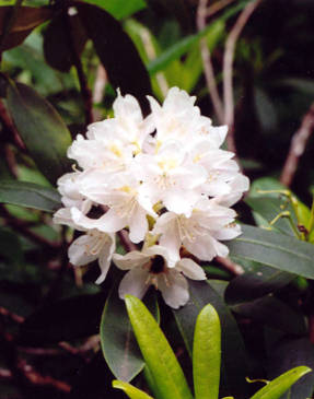 Рододендрон крупнейший (Rhododendron maximum) Album