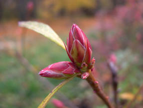 Рододендрон западный (Rhododendron occidentale)
