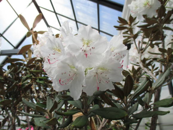 Рододендрон Дегрона якусиманский (Rhododendron degronianum ssp. yakushimanum)