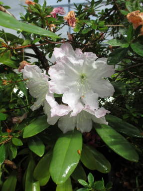Рододендрон великолепный (Rhododendron decorum var. decorum)
