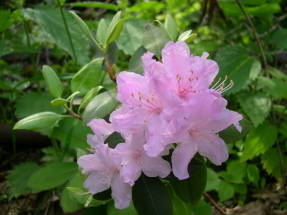 Рододендрон малый (Rhododendron minus)