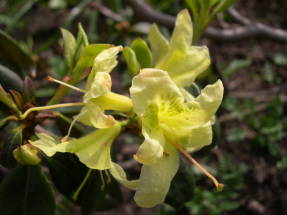 Рододендрон сомнительный (Rhododendron ambiguum)