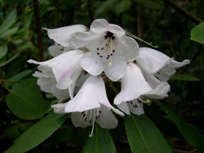 Рододендрон толстоволосистый (Rhododendron pachytrichum)