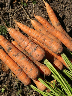 ...а корнеплоды моркови - такими