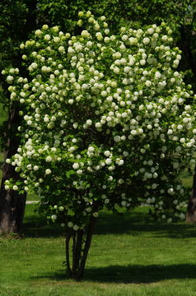 Калина обыкновенная (Viburnum opulus) Бульденеж, или Roseum