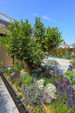 Сад в категории 'Show Gardens' - 'The Lemon Tree Trust Garden'