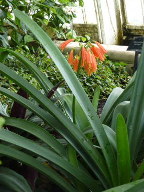 Кливия Гардена (Clivia gardenii) в оранжерее Ботанического сада Кью
