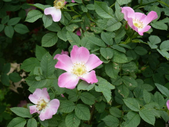 Роза собачья (Rosa canina)