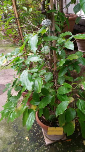 Чилибуха обыкновенная (Strychnos nux-vomica)
