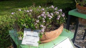 Тимьян обыкновенный (Thymus vulgaris)