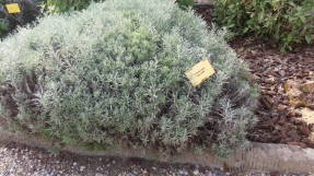 Бессмертник итальянский (Helichrysum italicum)
