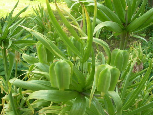 Рябчик императорский (Fritillaria imperialis), незрелые плоды