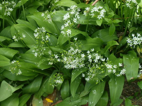 Лук победный (Allium victorialis)