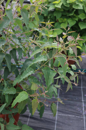 Эвкалипт лимонный (Corymbia citriodora) Озон