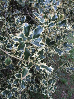 Вилла Реале. Падуб остролистный (Ilex aquifolium)