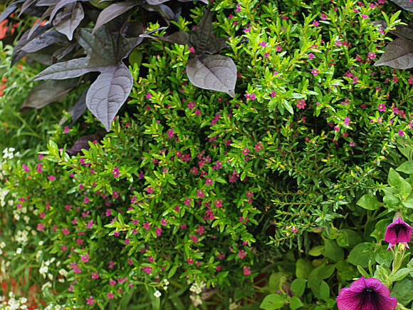 Куфея иссополистная (Cuphea hyssopifolia) в вертикальном озеленении