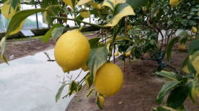 Пестролистный лимон