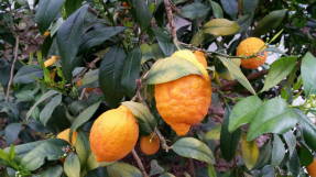Лимон Россо (Citrus limonimedica Pigmentata)