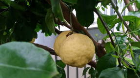 Лимон (Citrus x limon) Amalphitanum ornamentale