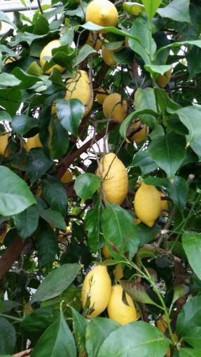 Лимон (Citrus x limon)