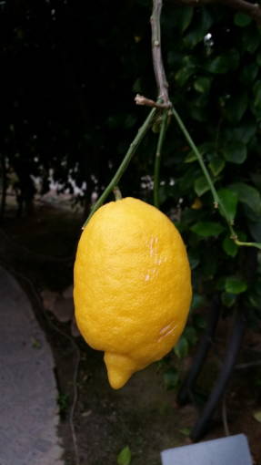 Лимон (Citrus x limon) Amalphitanum