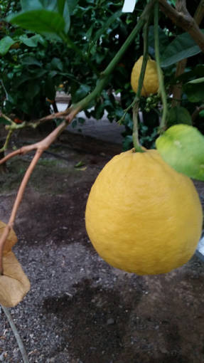 Гибрид лимона и грейпфрута