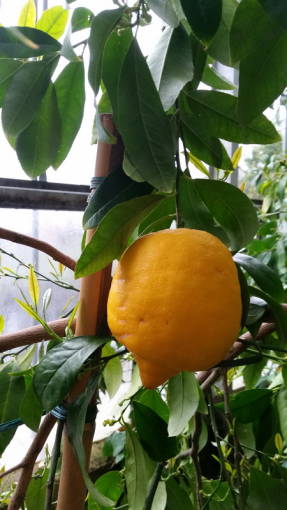 Лайм (Citrus aurantifolia)
