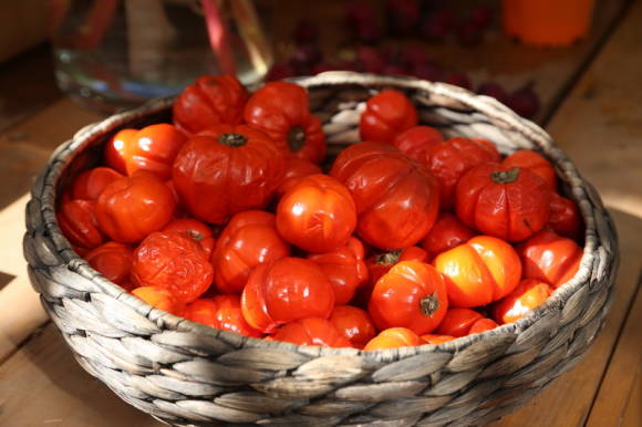 Паслен темноплодный (Solanum melongena) Тыква на Палочке не съедобен