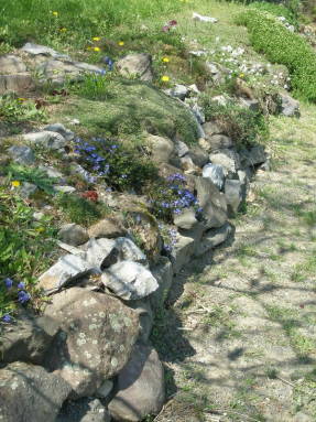 Альпинарий со скальными растениями