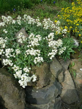 Резуха альпийская ф. махровая (Arabis alpina var.flore-pleno)