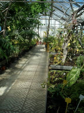Оранжерея с субтропическими растениями