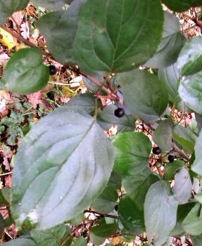 Cнежноцвет, или хионантус виргинский (Chionanthus virginicus), созревание плодов в Москве