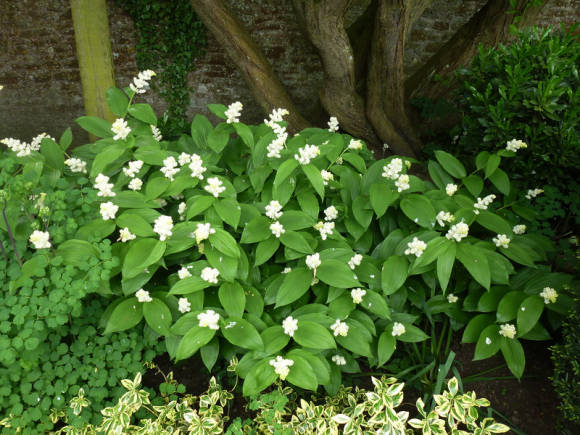 Майник кистистый (Maianthemum racemosum), или смилацина кистевидная (Smilacina racemosa)