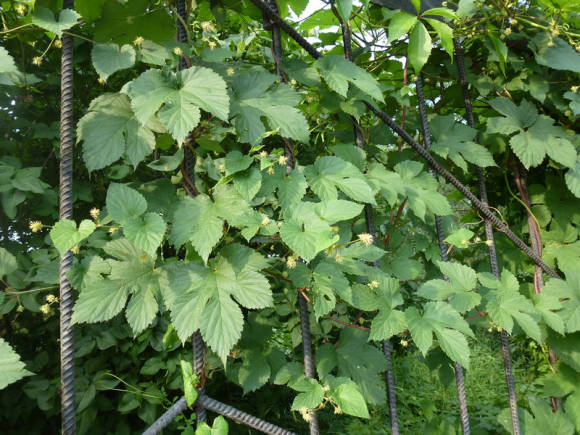 Хмель обыкновенный (Humulus lupulus) в период цветения