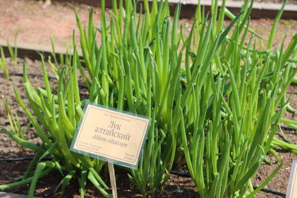 Лук алтайский (Allium altaicum)