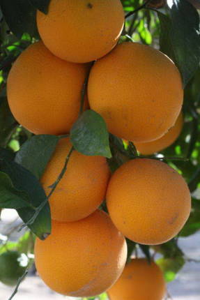Апельсин Кака-Кара