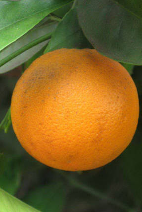 Апельсин Сангвинелло