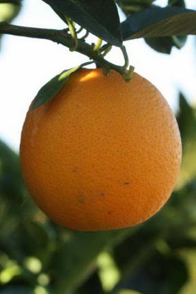 Апельсин Тарокко