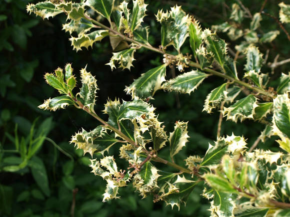 Падуб остролистный (Ilex aquifolium), цветение
