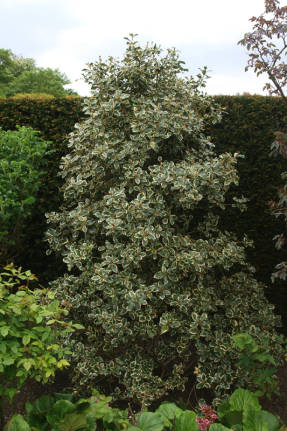 Падуб остролистный (Ilex aquifolium), пестролистная форма 