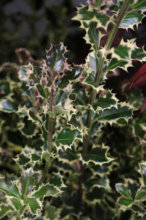 Падуб остролистный (Ilex aquifolium) Argenteo-Variegata